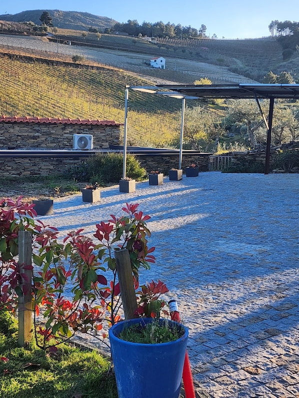 A vineyard with a stone wall, a white building, and a blue planter with red leaves.
