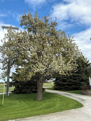 A tree with white blossoms in a landscaped area with a paved path and a grassy lawn.