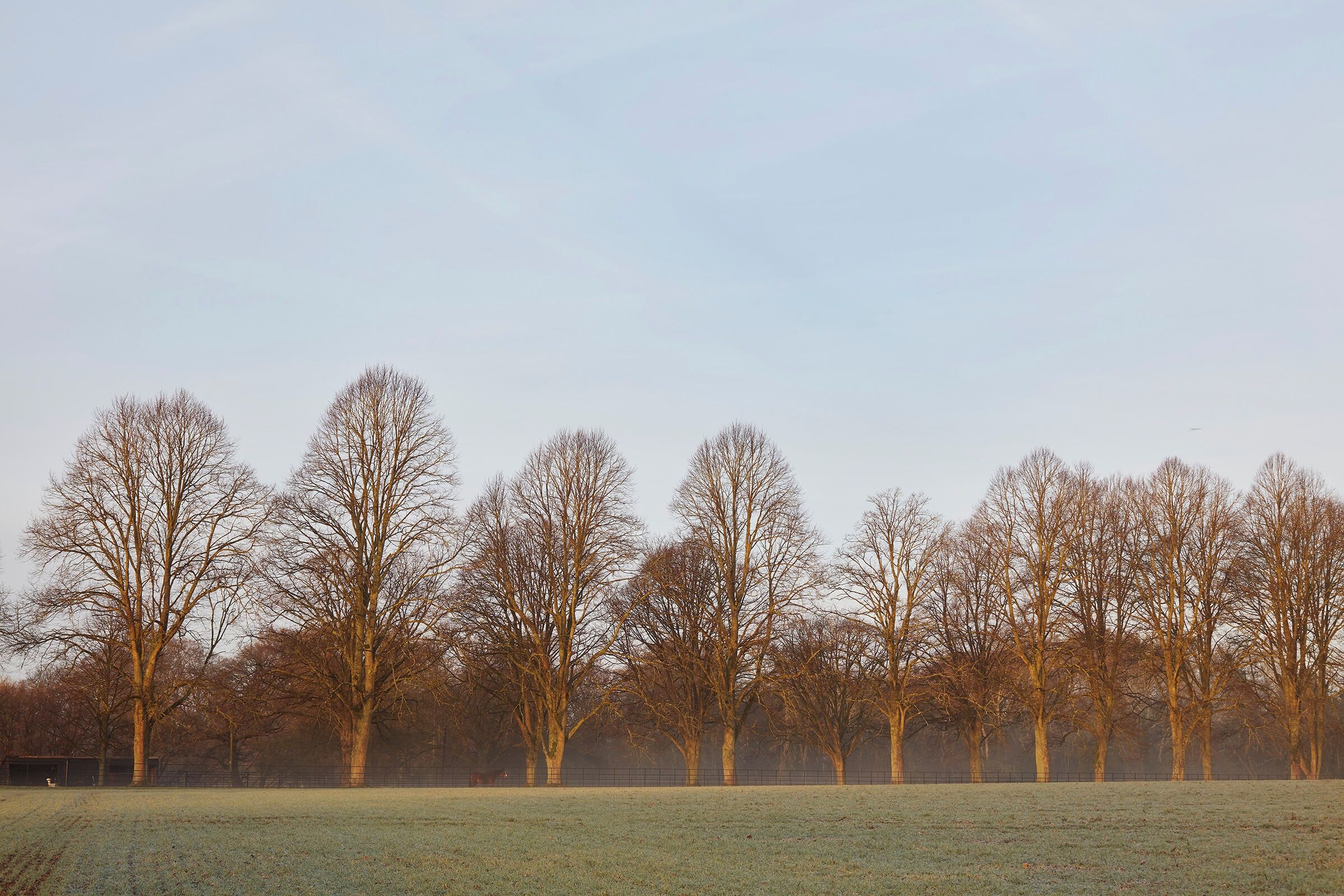 Une rangée d’arbres sans feuilles dans un champ, avec une clôture en arrière-plan.