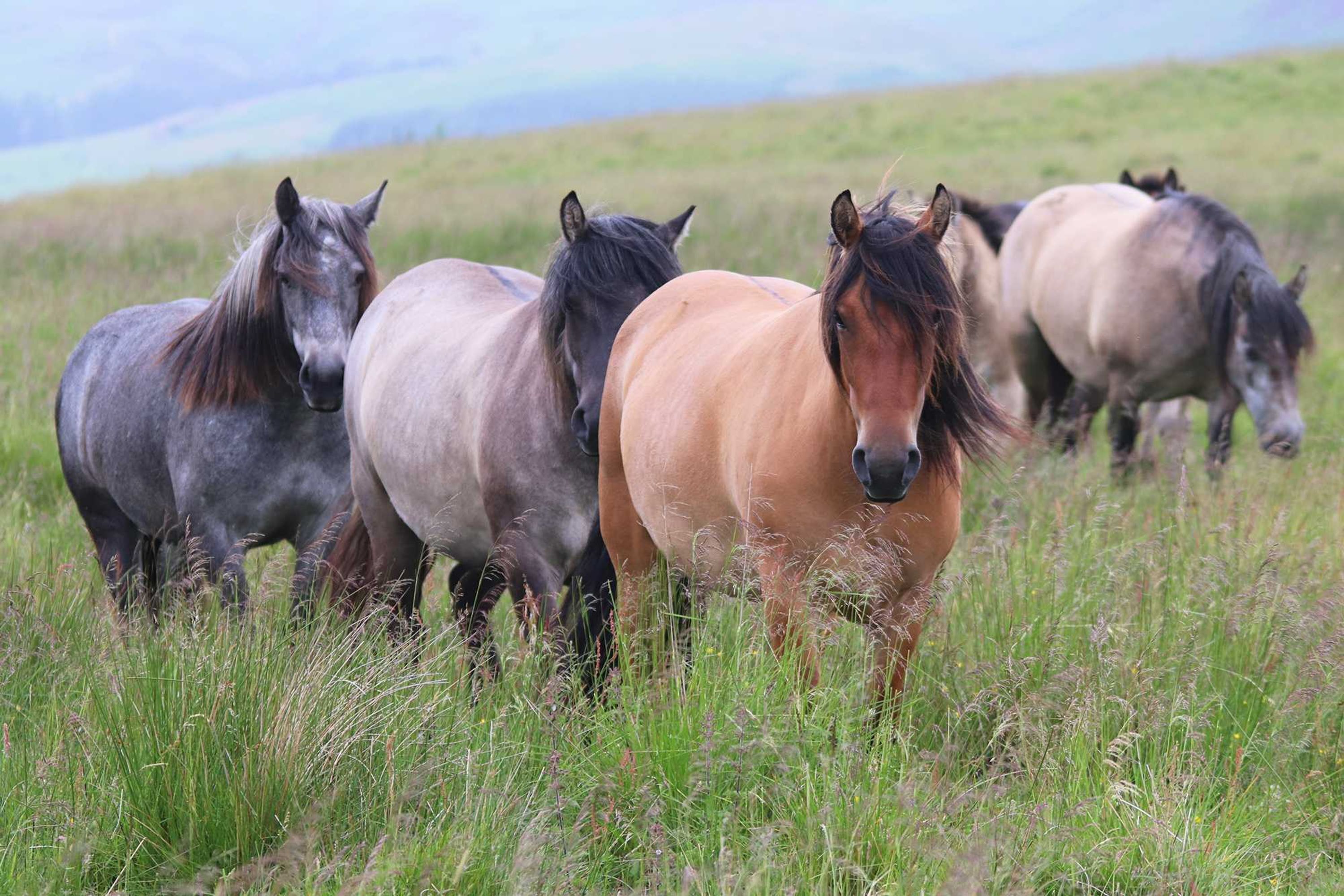 A group of horses in a grassy field with a mountainous backdrop.