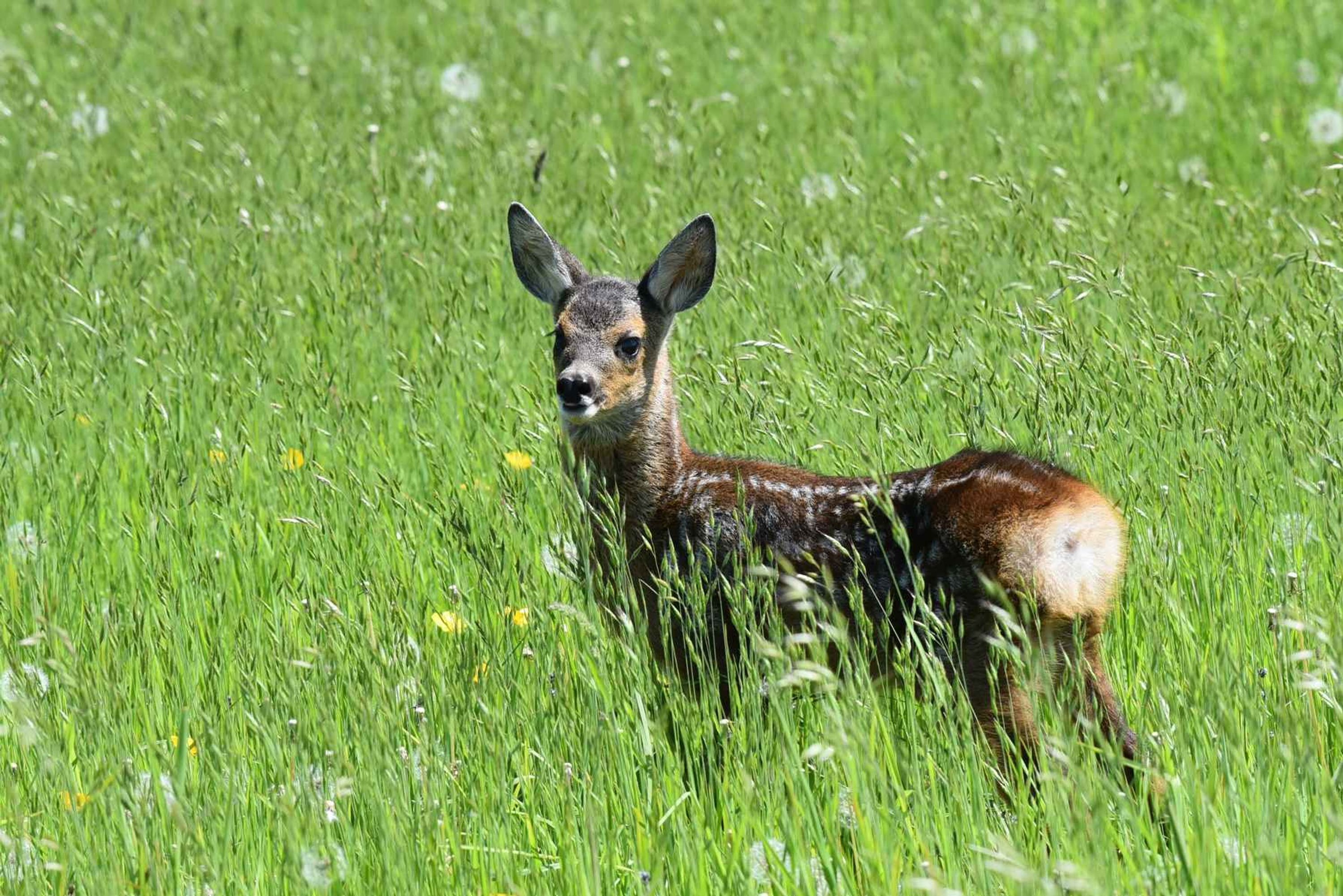 Un cerf se tient debout dans un champ d’herbe.