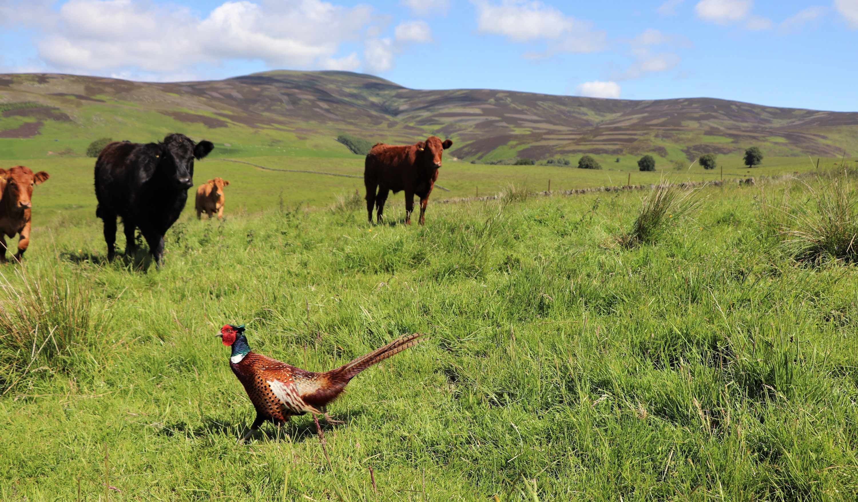 Un paysage rural avec des vaches qui paissent et un faisan dans un champ d’herbe.