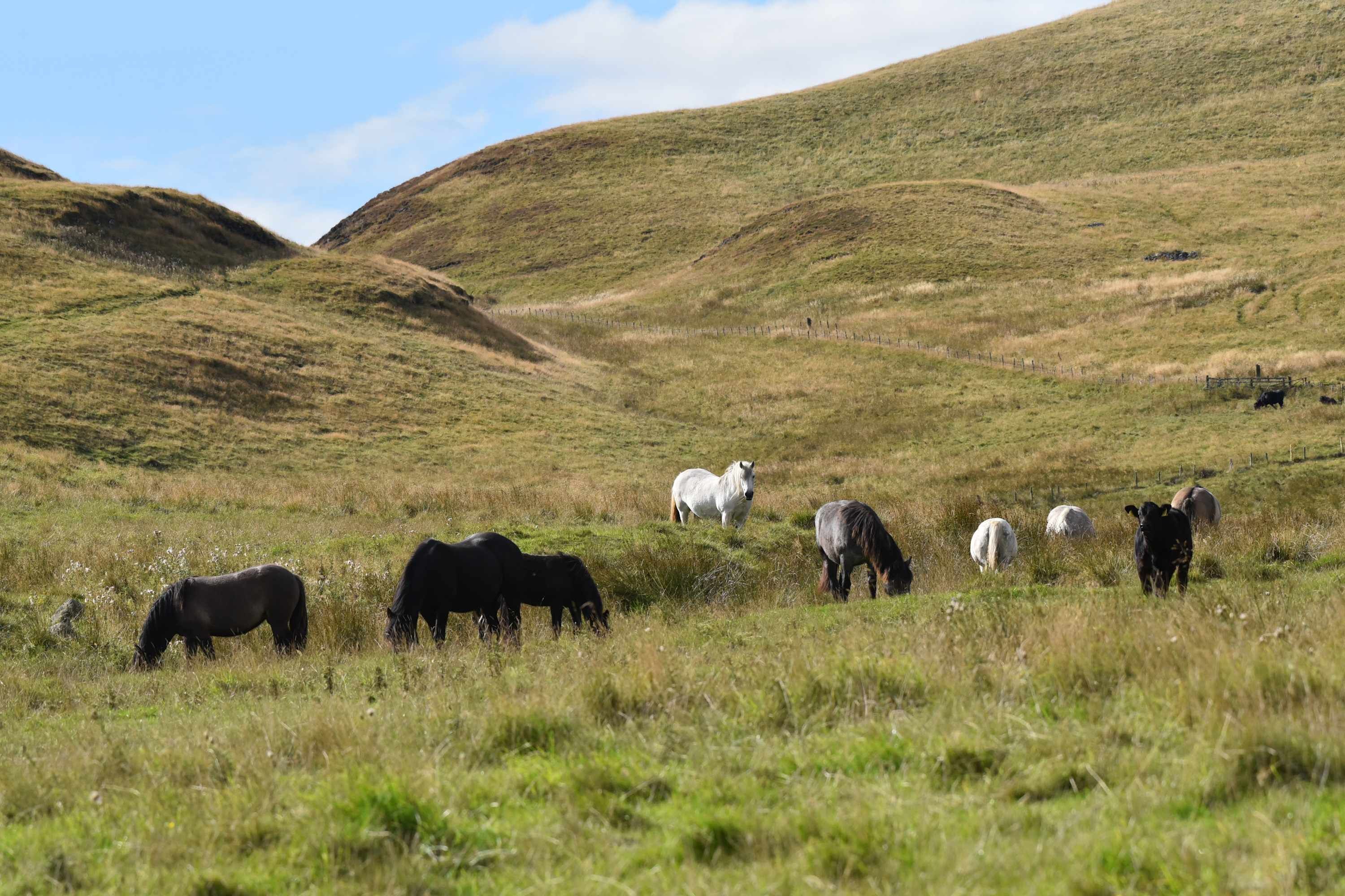 A grassy field with several cows and horses grazing.