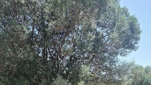 A hammock under a tree in a natural setting. - Couple Poco Novo Glamping Lodge in Loulé Algarve for 1-2 people (Loulé)