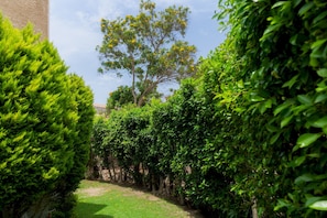 Un sendero de jardín bordeado por setos cuidados que conduce a un árbol con flores amarillas.