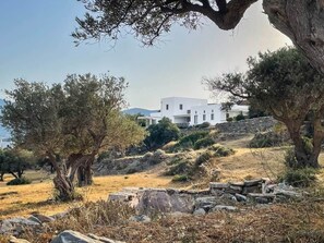 A white building with a flat roof, surrounded by olive trees and dry grass, with a clear sky in the background. - Cycladic villa with panoramic sea & mountain view (Τοπική Κοινότητα Κώστου)
