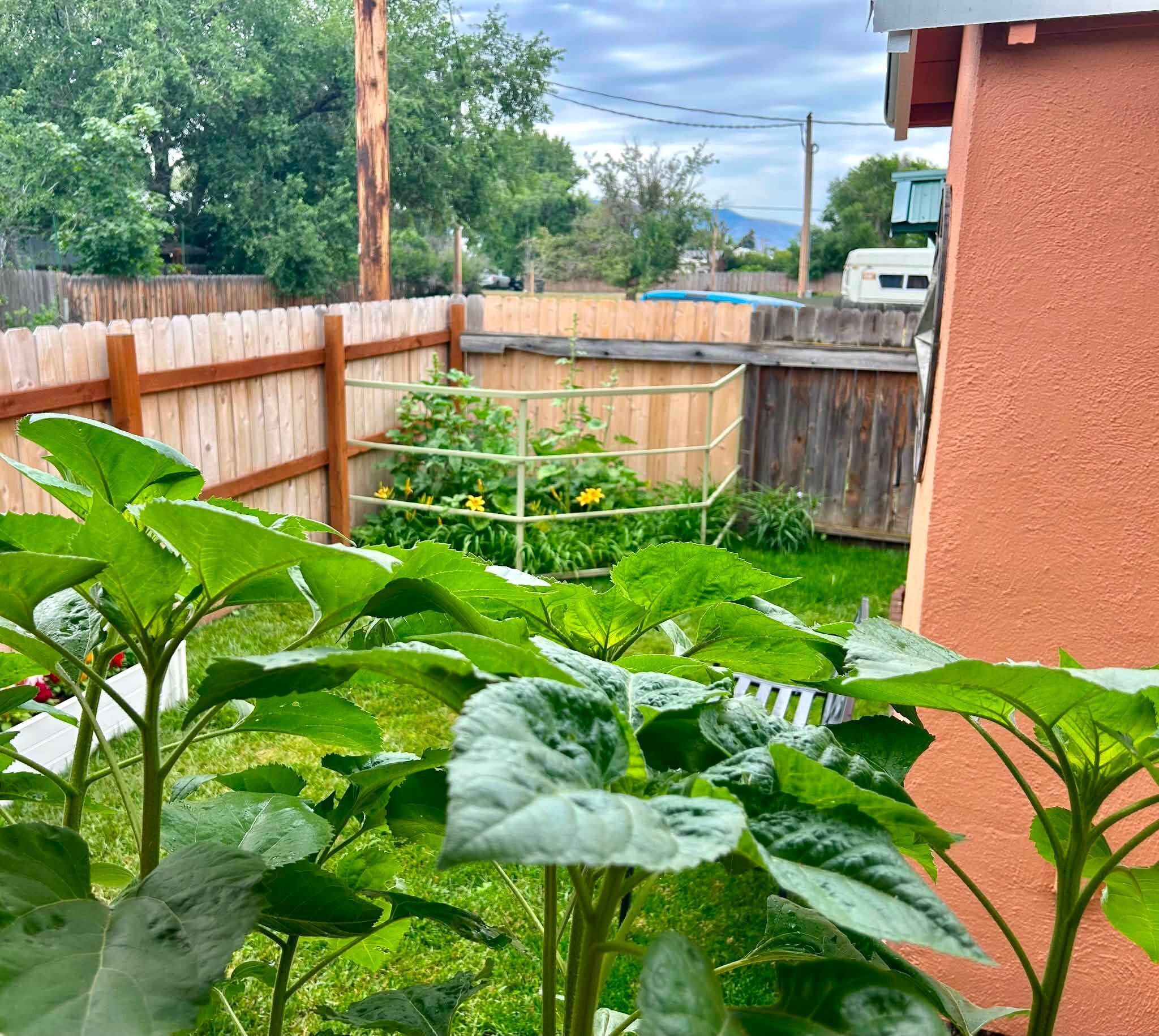 A garden with a wooden fence, a metal trellis, and a variety of plants.