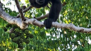 Un gorila colgando de una rama de árbol.