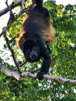 Ein Gorilla hängt an einem Ast.