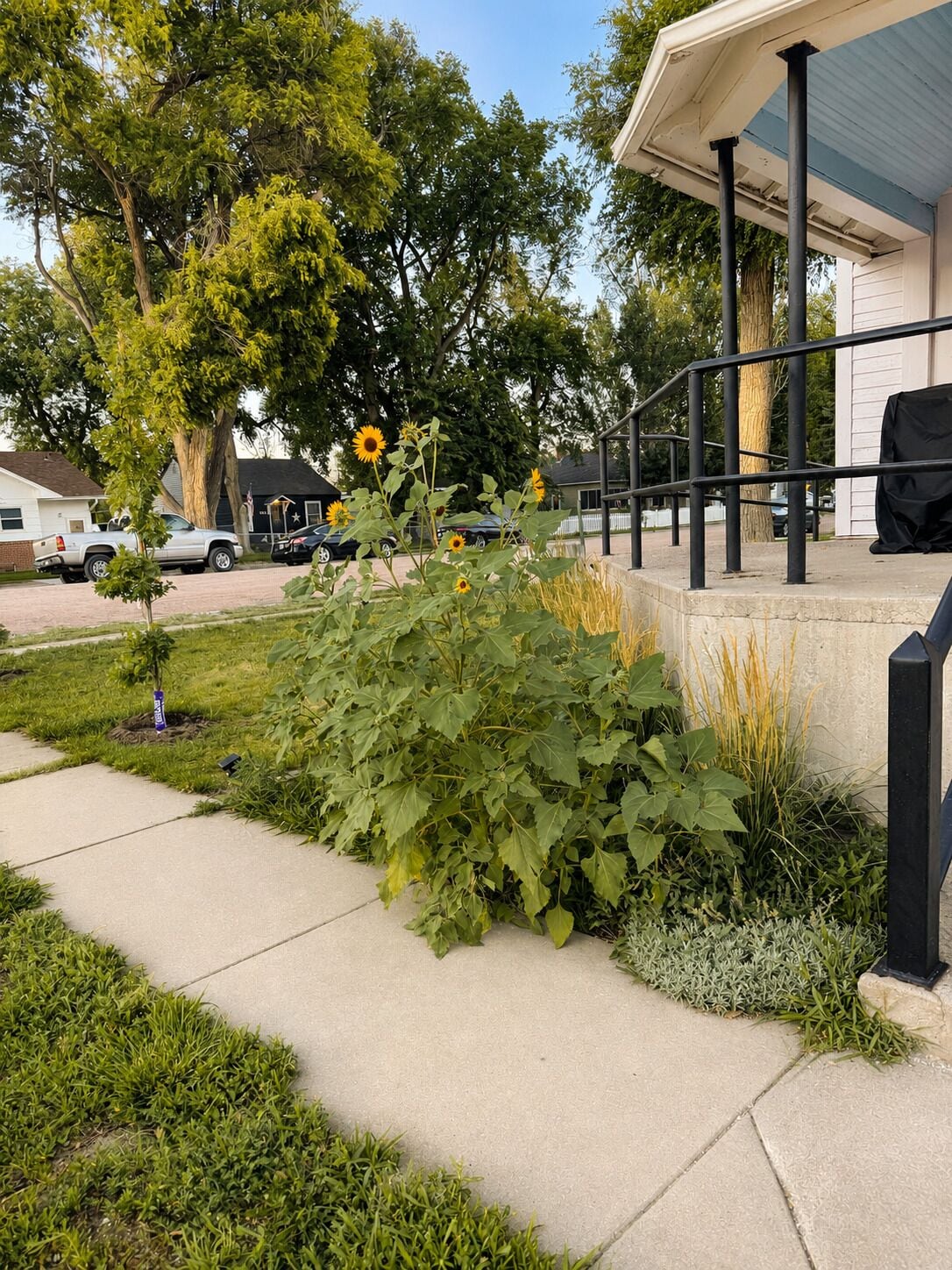 A residential area with a sidewalk, a covered porch, and a variety of vegetation including sunflowers.