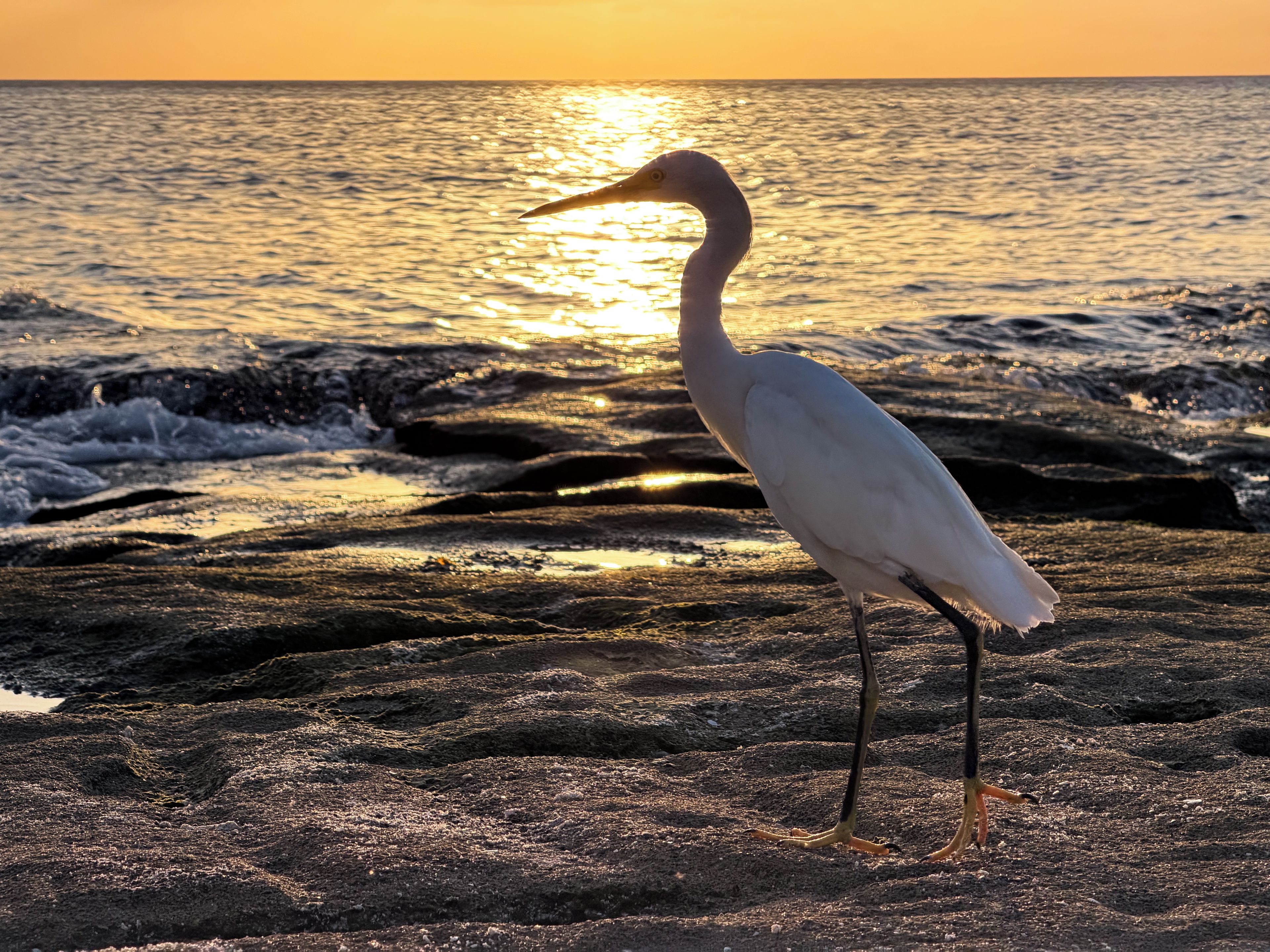 Un ave posada en una costa rocosa con el océano al fondo.