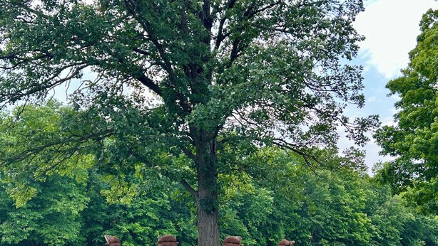 Ein großer Baum mit vier hölzernen Stühlen, die halbkreisförmig auf einer Wiese angeordnet sind.