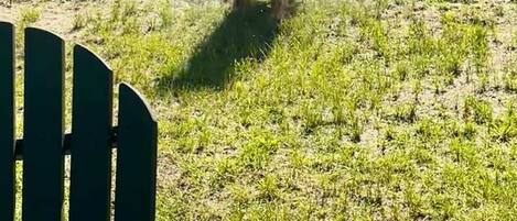 A dog standing on grass with a chair in the foreground.