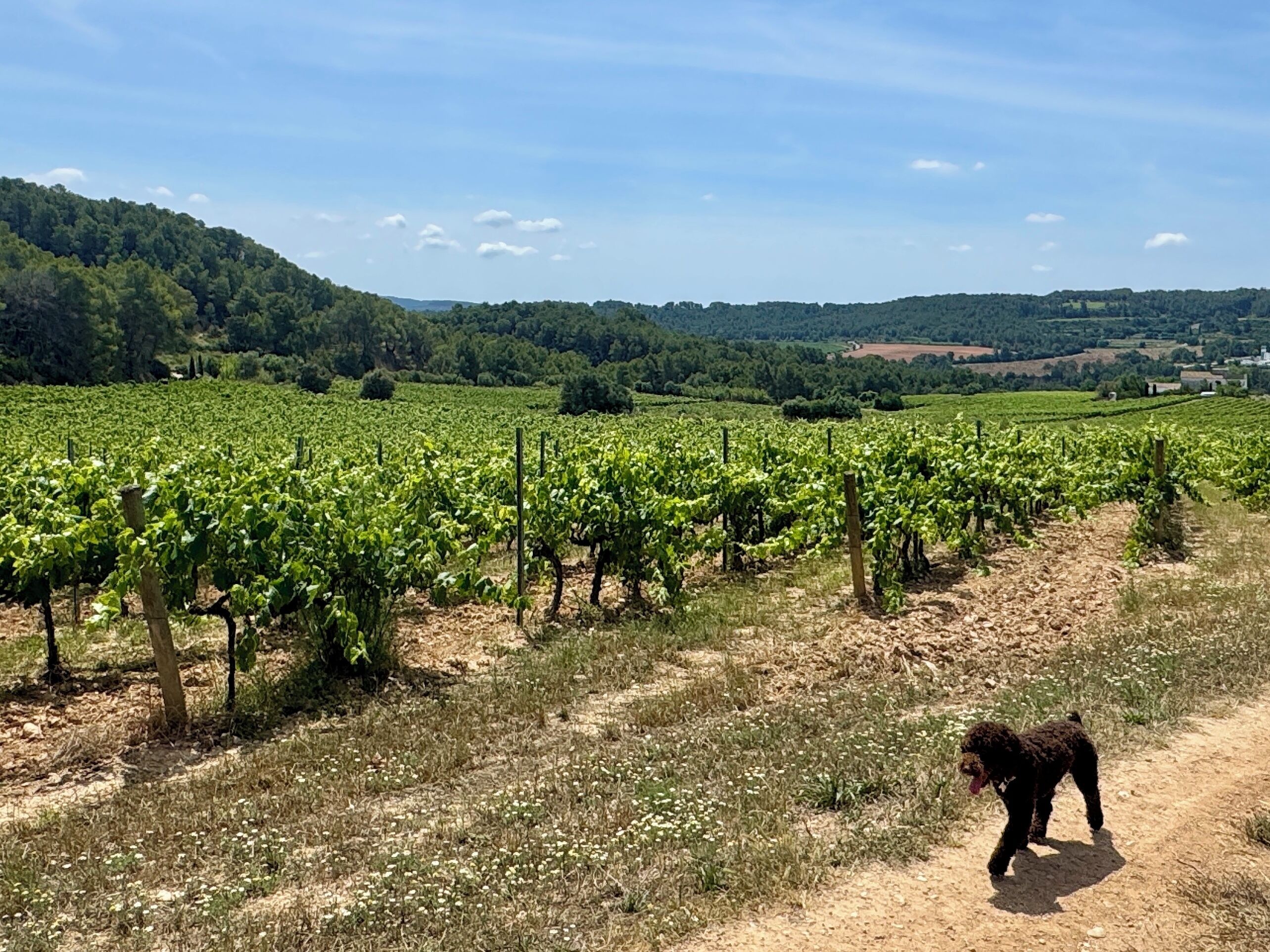 Un vignoble avec des rangées de vignes et un chemin de terre.