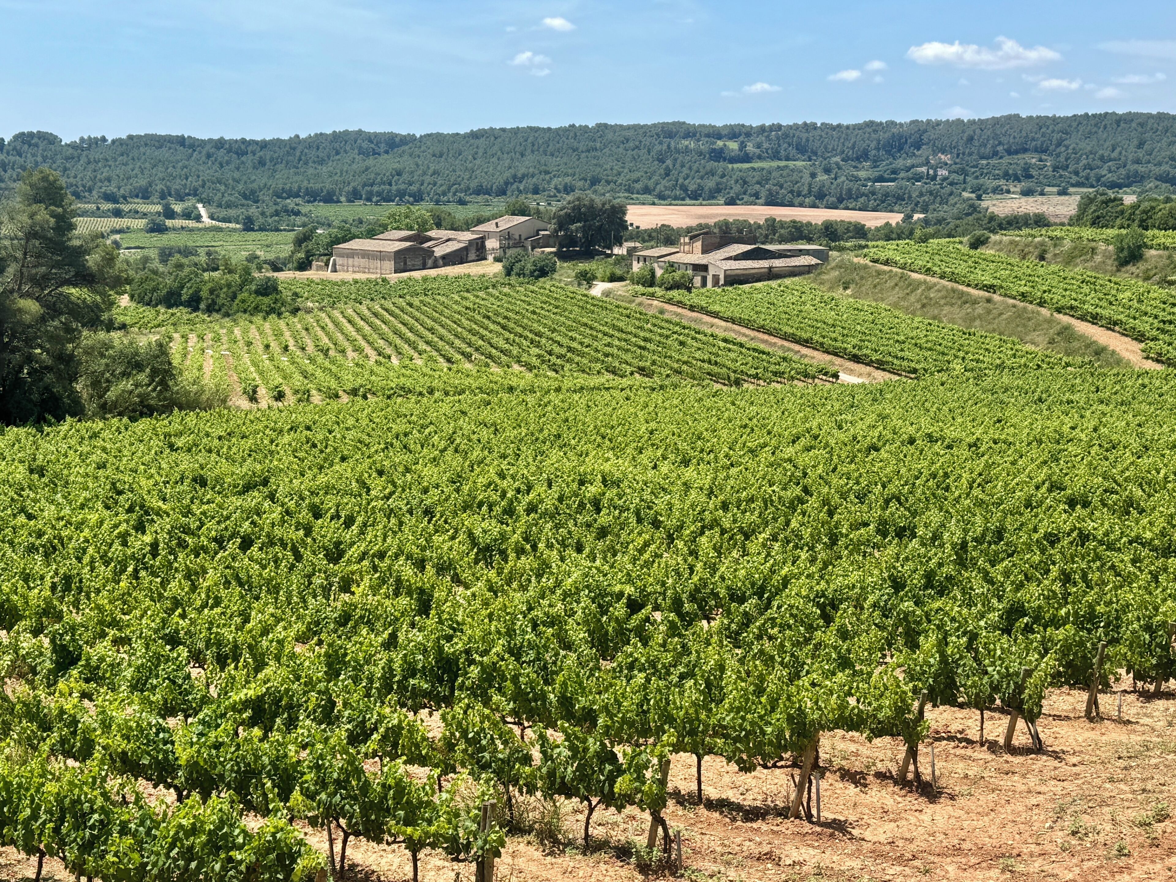 A vineyard with rows of grapevines and buildings in the background.
