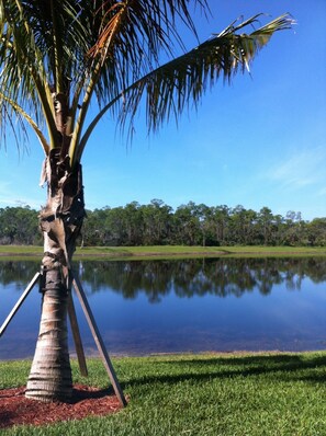 A palm tree in a grassy area with a calm body of water and a line of trees in the background. - Cozy 2-bedroom condo in delightful Naples with AC and fitness room (Naples)