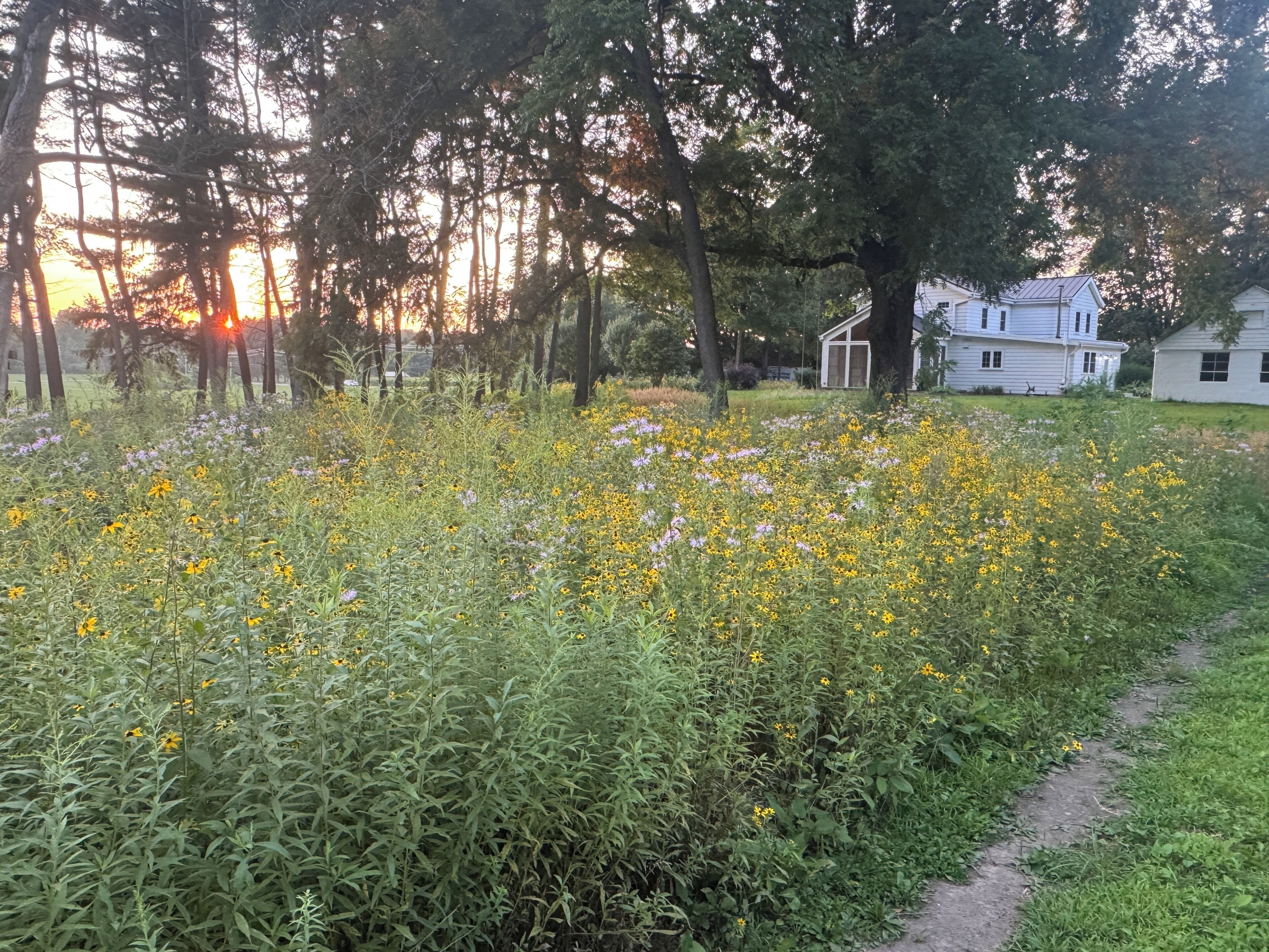 Un sentier traverse un champ de fleurs jaunes, avec des arbres et des maisons en arrière-plan.