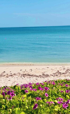 On the beach, beach towels - Beachfront house with a pool, 15 minutes from Progreso (Chuburna Puerto)