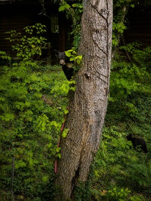 Le tronc d’un arbre, derrière lequel se cache en partie un ours, est entouré d’un feuillage vert et dense.