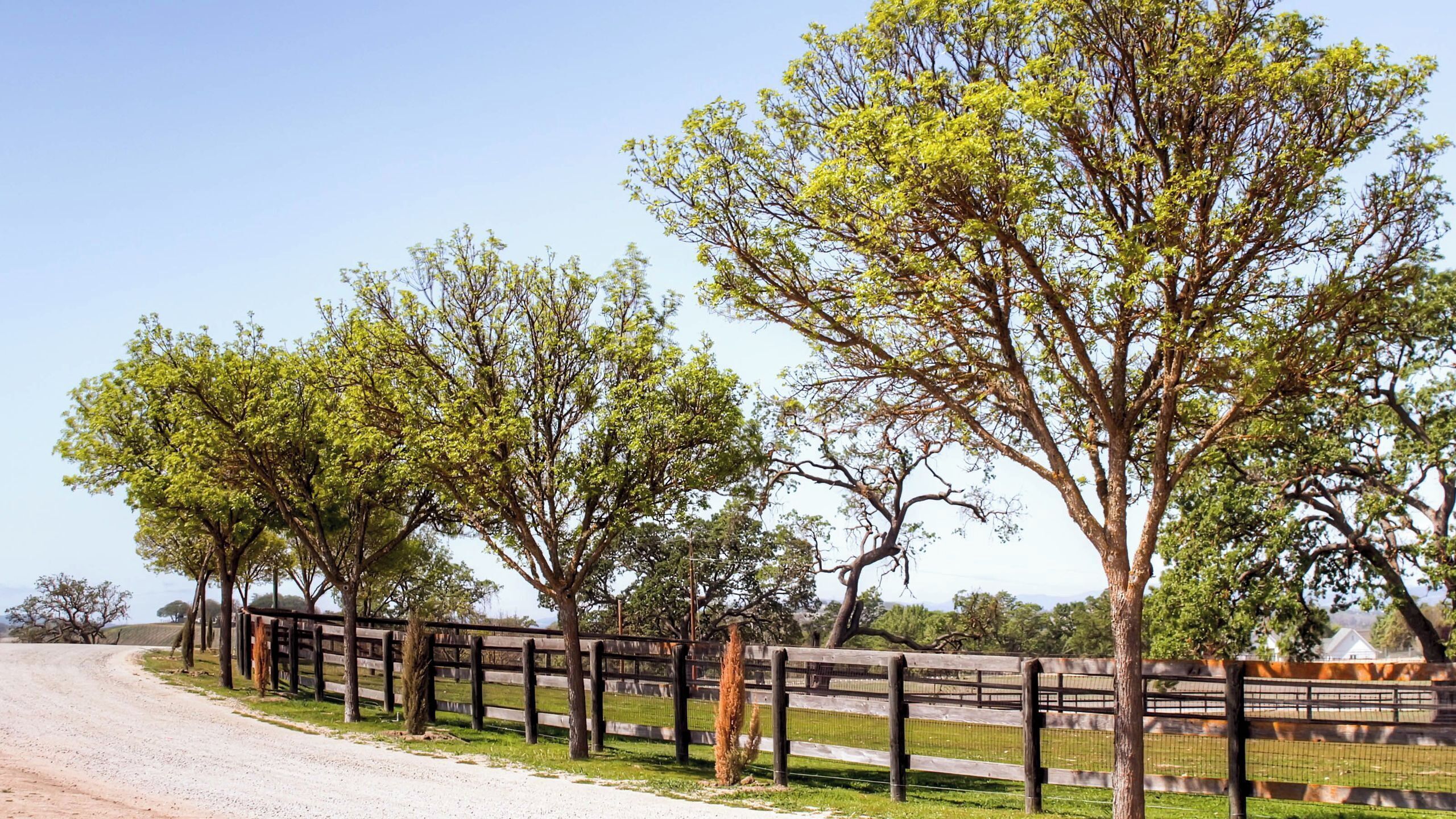 A rural road with a wooden fence and trees.