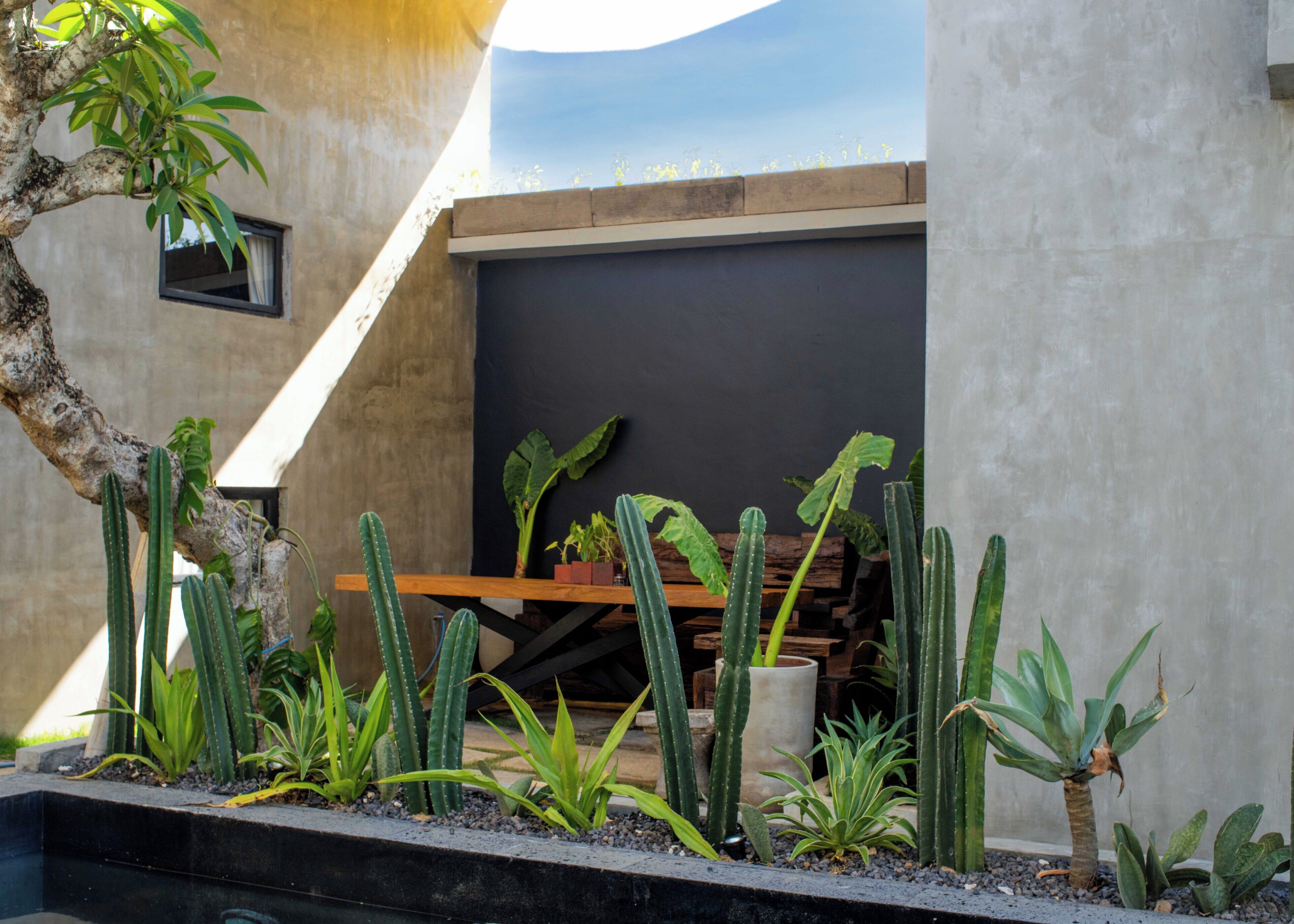 A cactus garden with a wooden bench and a concrete wall.