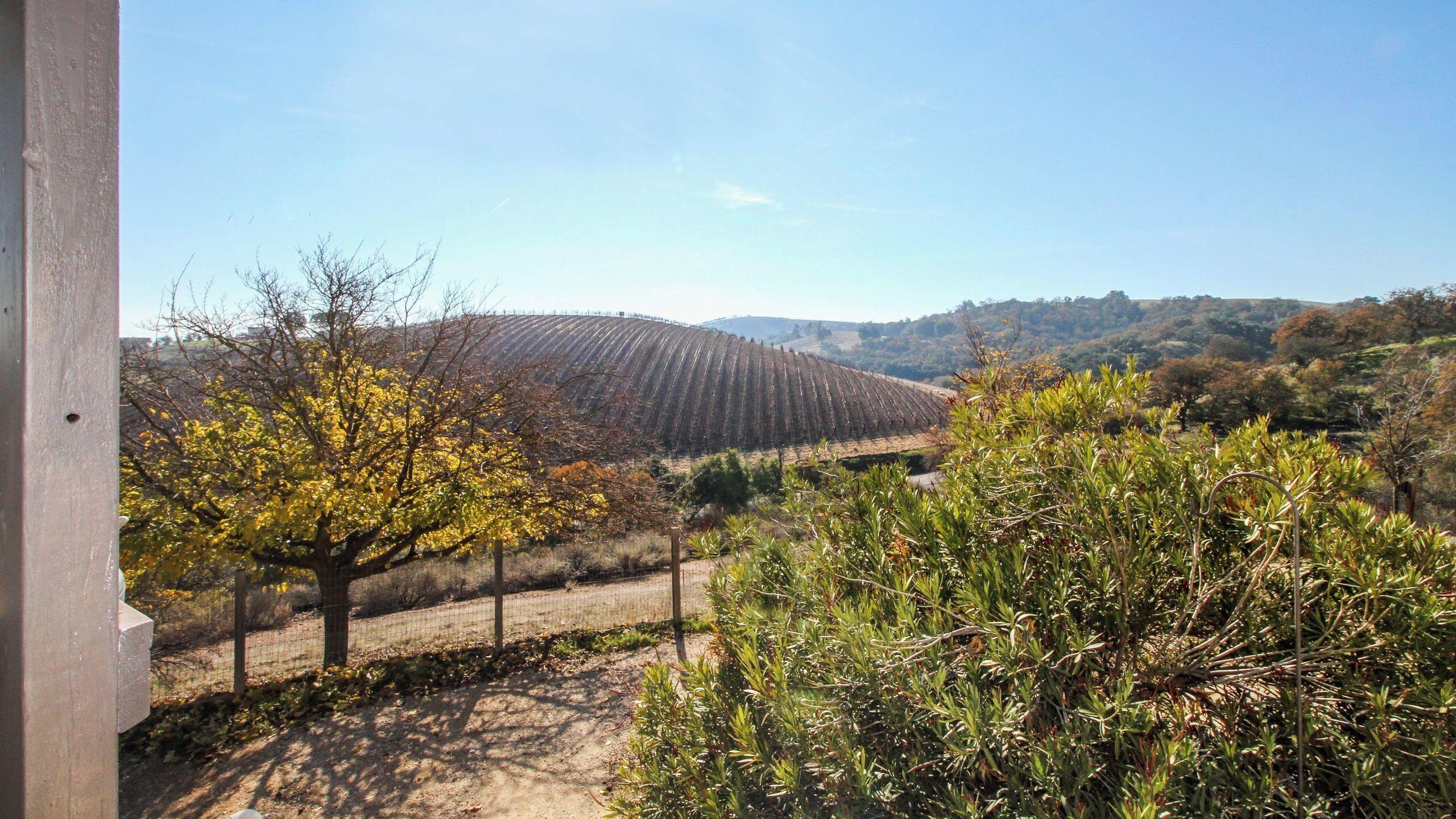 A vineyard with rows of grapevines, a dirt path, and a hilly landscape in the background.