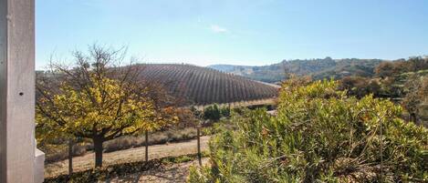 A vineyard with rows of grapevines, a dirt path, and a hilly landscape in the background.