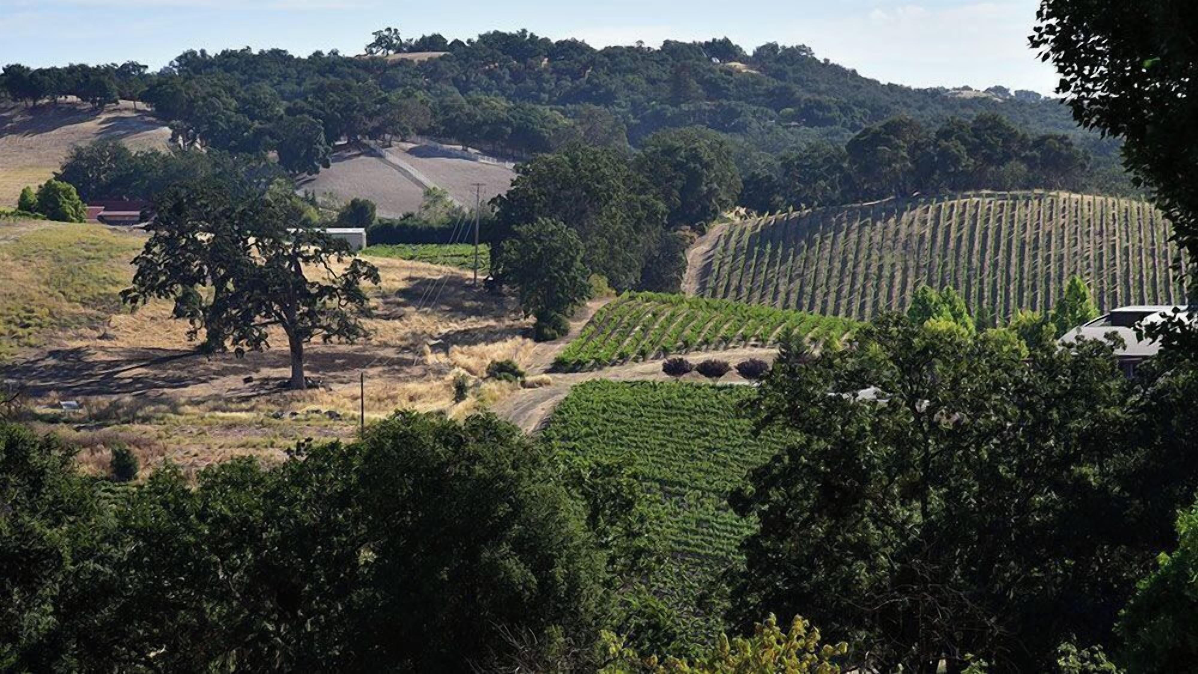 A vineyard with rows of grapevines, a tree, and a building in the background.
