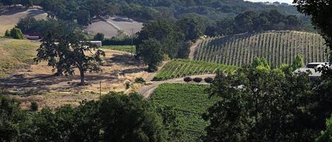 A vineyard with rows of grapevines, a tree, and a building in the background.