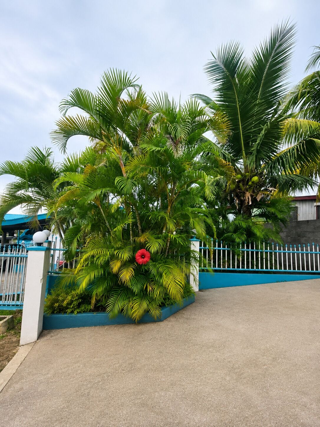 A pathway leading to a gated area with lush green palm trees and a red flower.