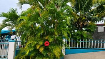 A pathway leading to a gated area with lush green palm trees and a red flower.