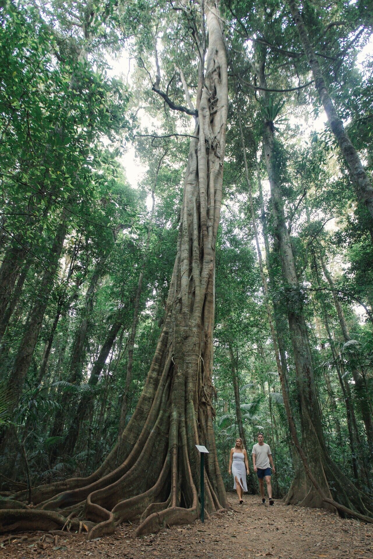 A large tree with extensive roots in a forested area.
