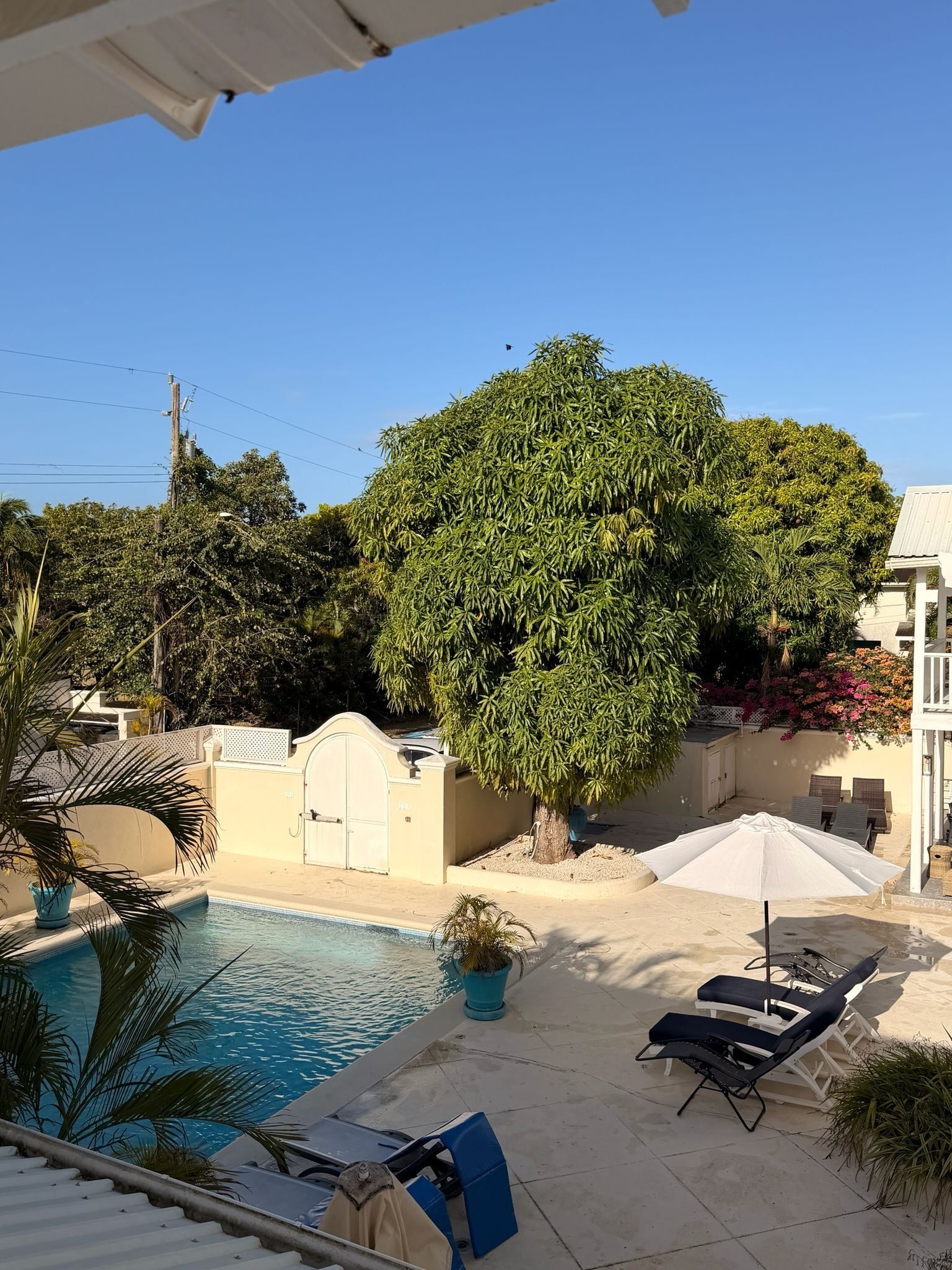 A swimming pool with lounge chairs and a large tree.