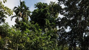 A staircase leading up to a building surrounded by lush greenery and trees.