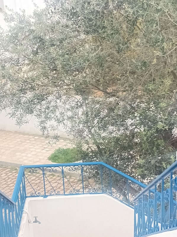 Een trap met blauwe leuningen leidt naar een plateau, omgeven door olijfbomen.