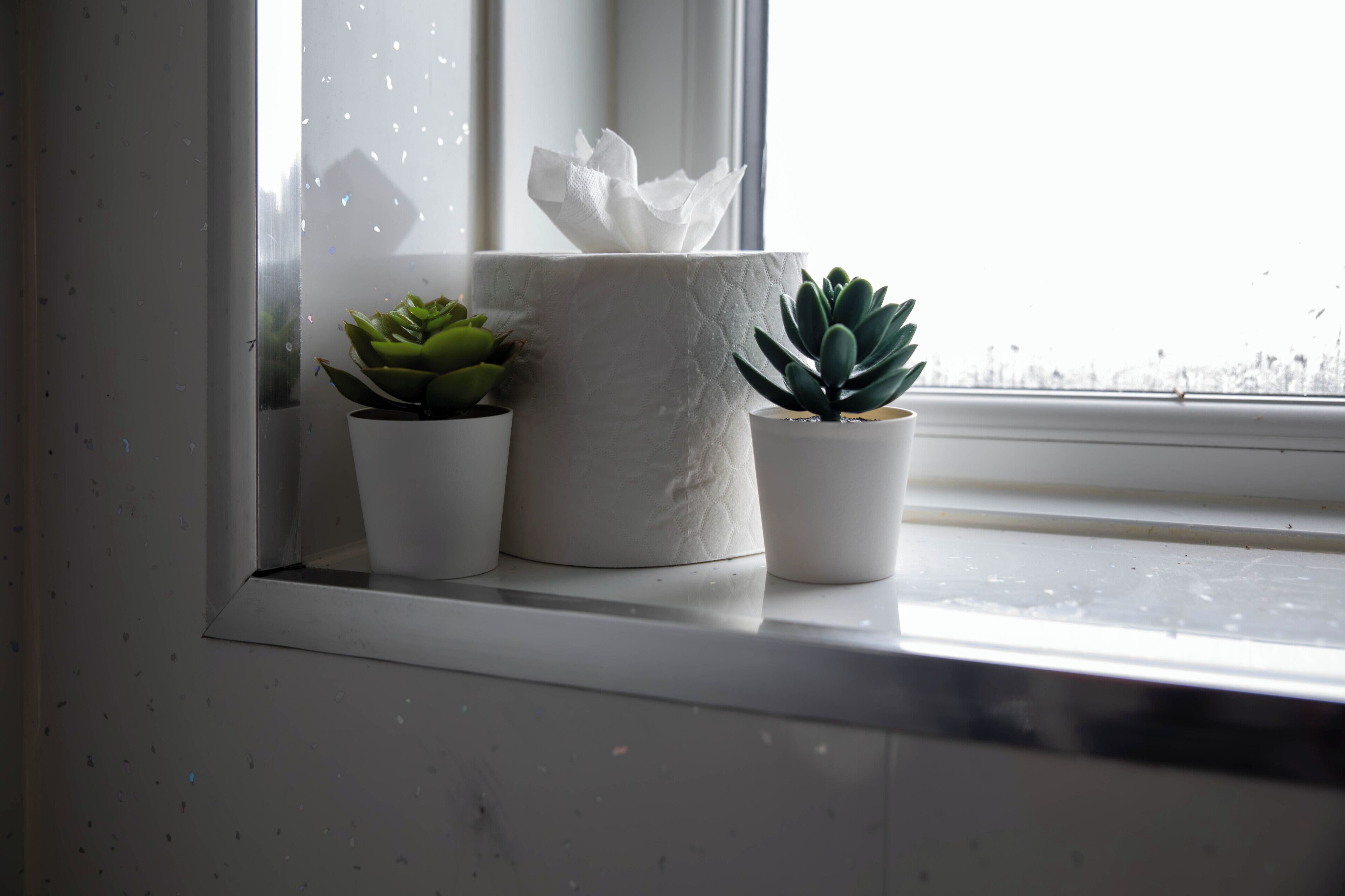 Two potted succulents on a windowsill with a tissue box behind them.