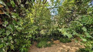 Ein Gartenpfad mit einer hölzernen Bank, umgeben von dichtem Grün und Bäumen.
