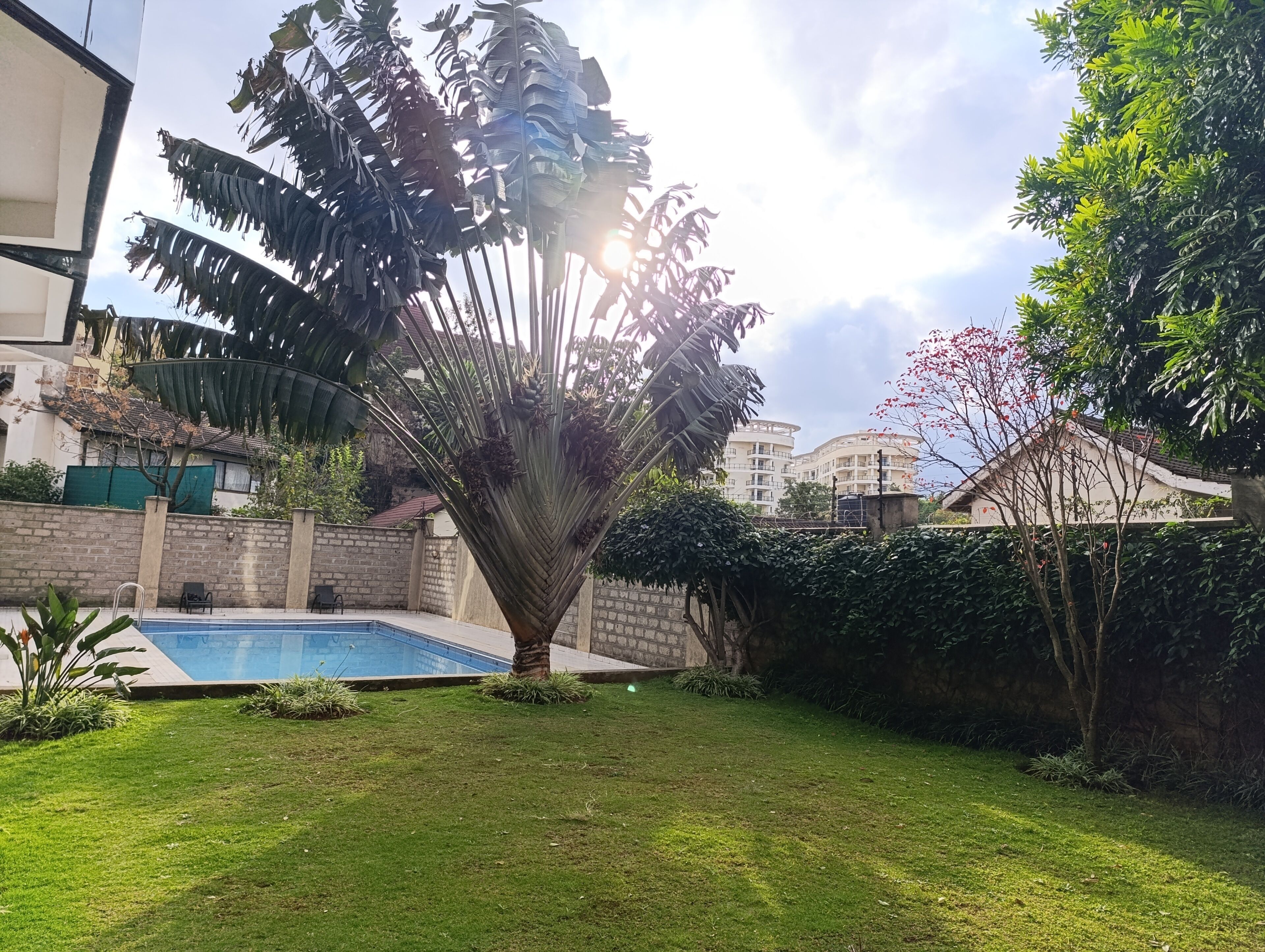Una piscina rodeada de césped, una palmera y un seto.