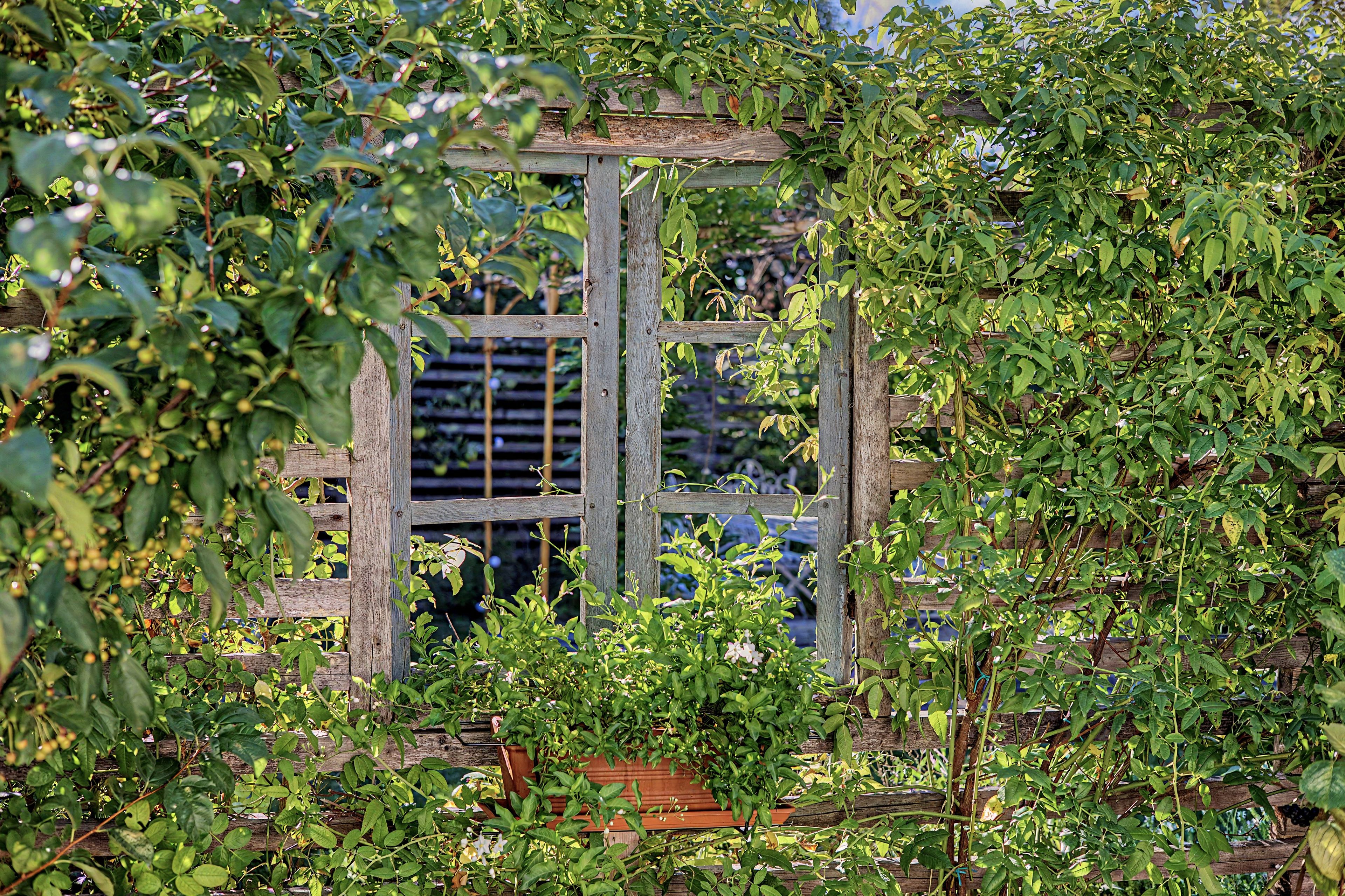 Een tuin met een houten trelislatwerk en weelderige begroeiing.
