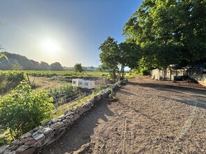 A vineyard with a stone wall, a small building, and trees.