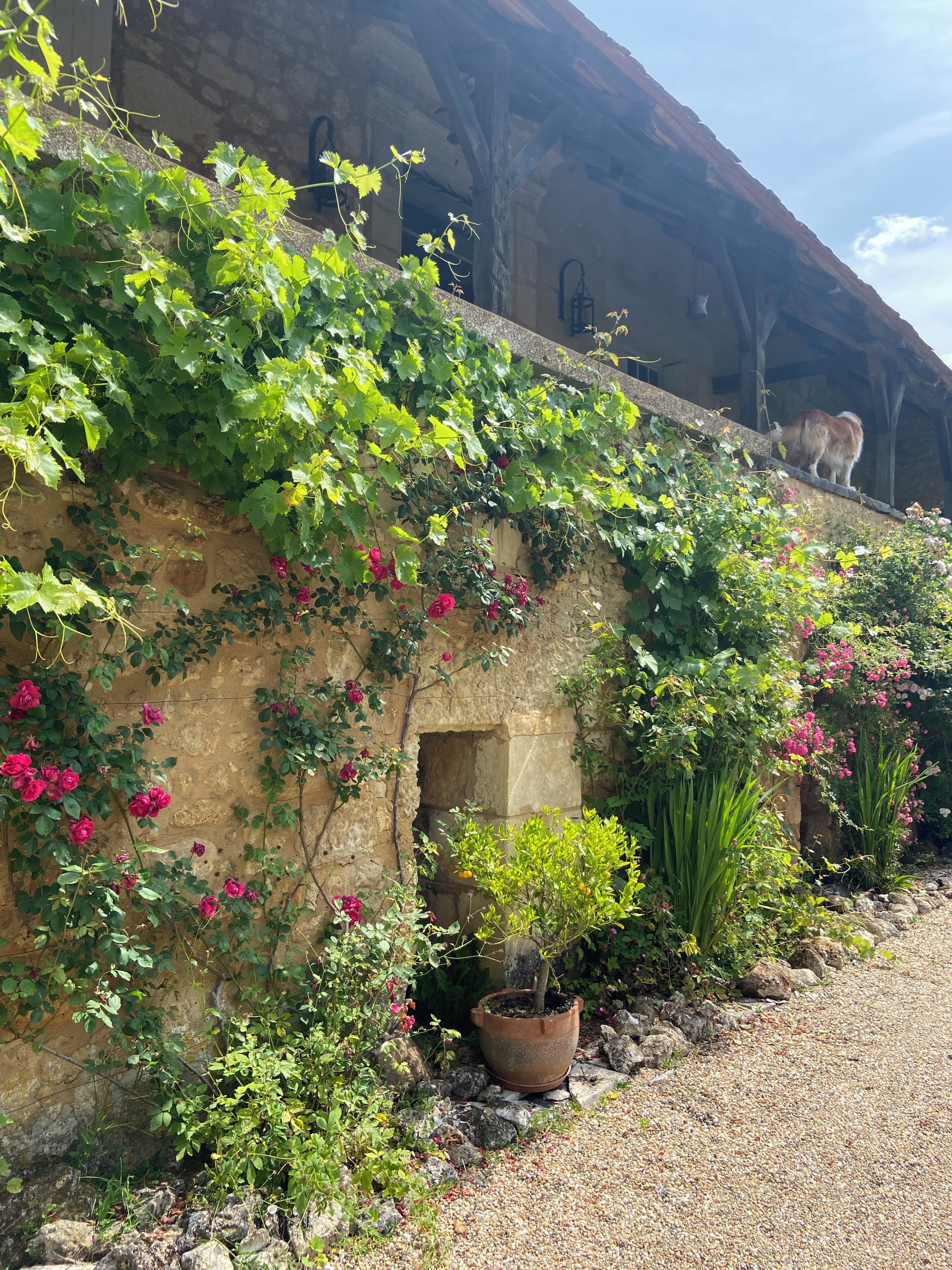 A stone wall with climbing plants and a dog on top.
