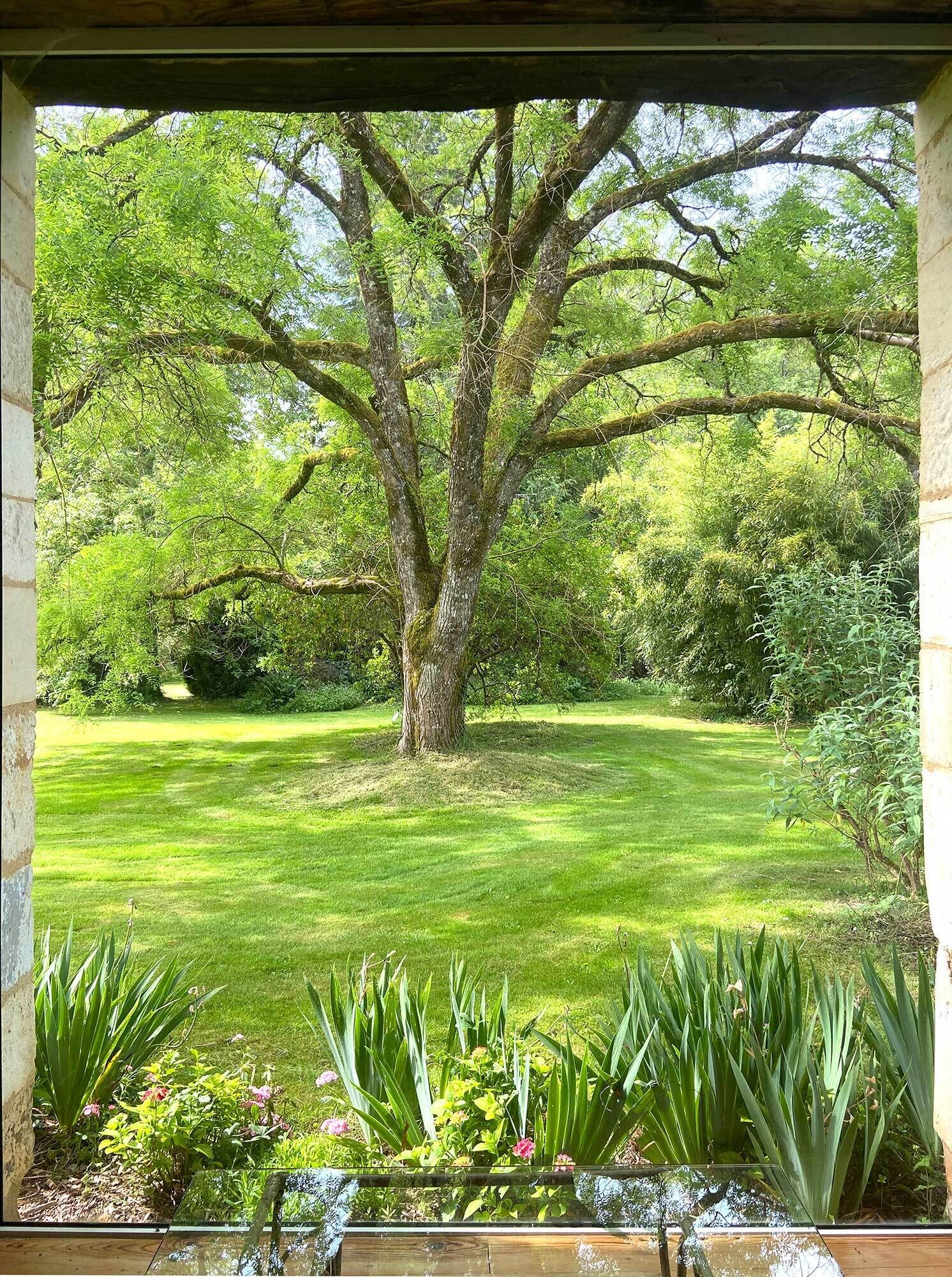 Une vue à travers une fenêtre sur un jardin luxuriant, avec un grand arbre, une pelouse bien entretenue et diverses plantes.
