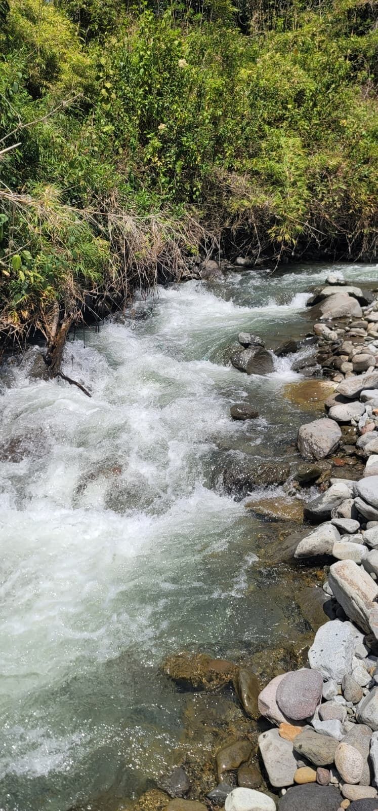 A river flowing through a rocky bed with a dense green vegetation on the banks.