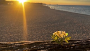 Um pôr do sol sobre uma praia, com uma planta em primeiro plano.