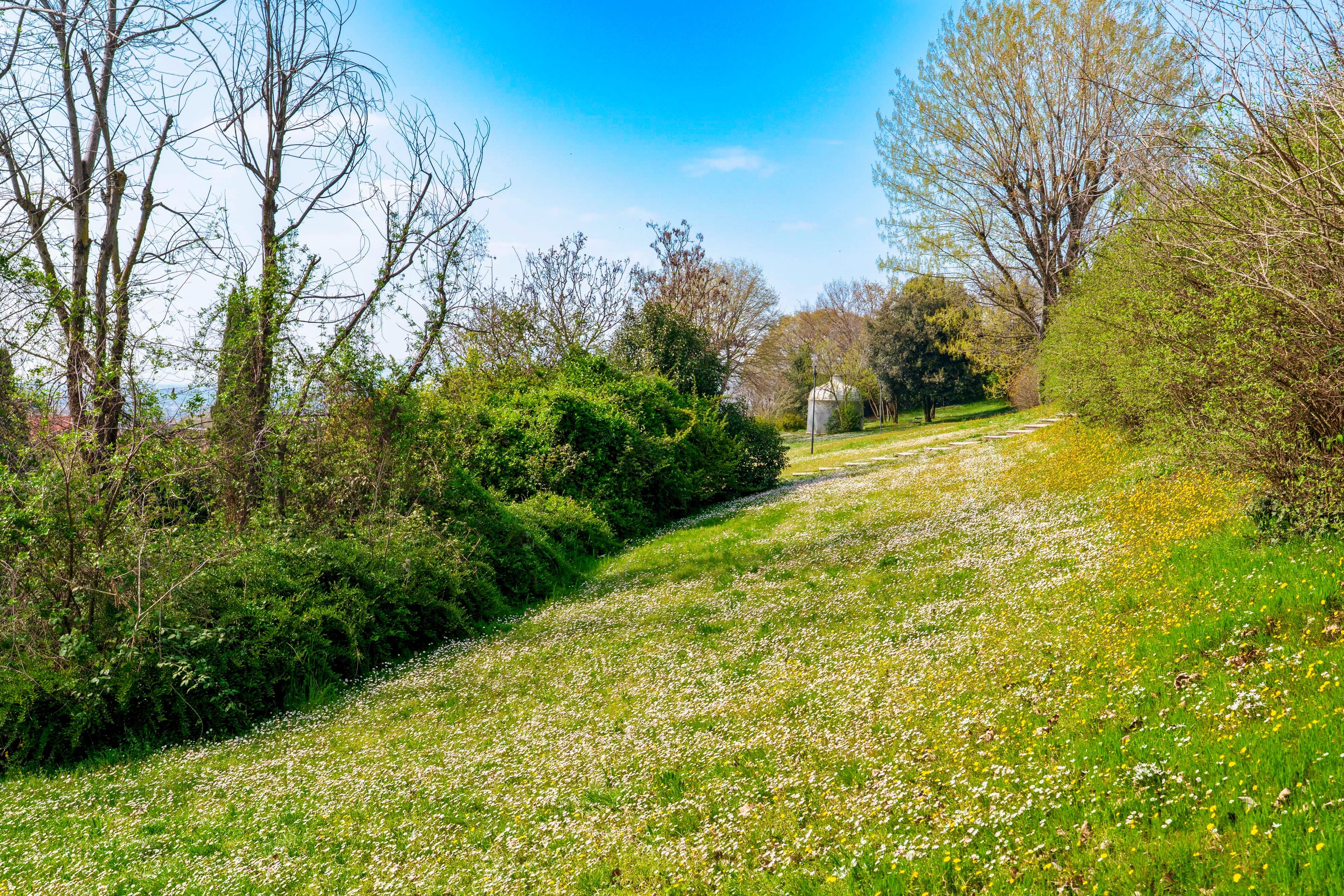 Un sentier qui traverse un parc, avec des arbres et une zone herbeuse parsemée de fleurs.