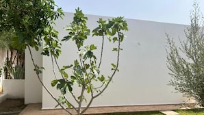 Un pequeño árbol en una zona ajardinada con un muro blanco al fondo.