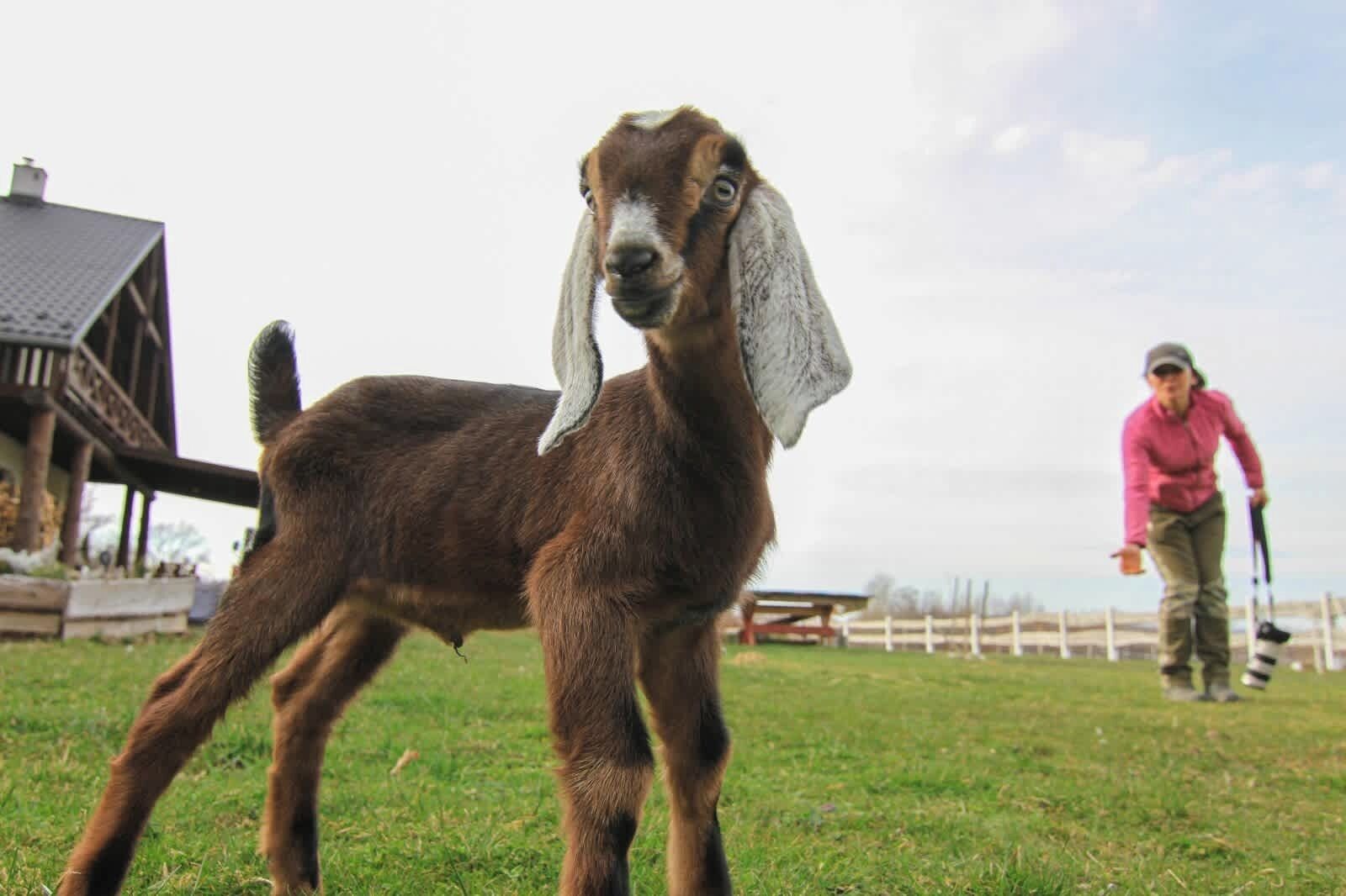 A goat standing on grass with a wooden structure and a person in the background.
