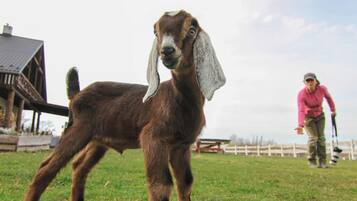 A goat standing on grass with a wooden structure and a person in the background.