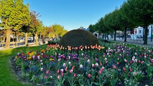 Un parque con una diversidad de tulipanes y otras flores, bancos y árboles.
