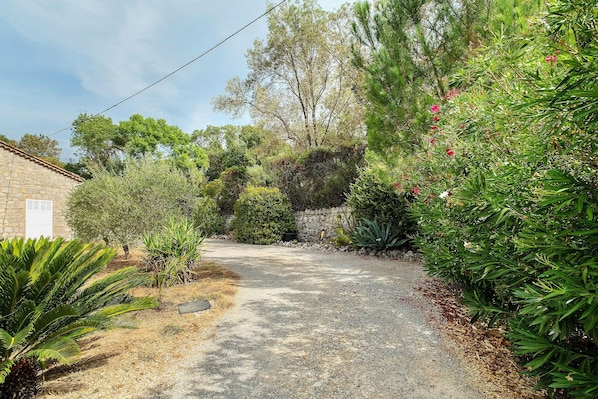 A gravel path leading through a garden with various plants and trees.